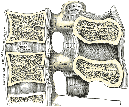 Sagittal section of two lumbar vertebrae showing the discs and ligaments