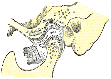 Sagittal section of the temporomandibular joint showing the articular disc
