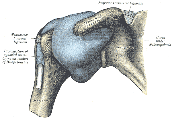 Capsule of the shoulder joint seen from the front