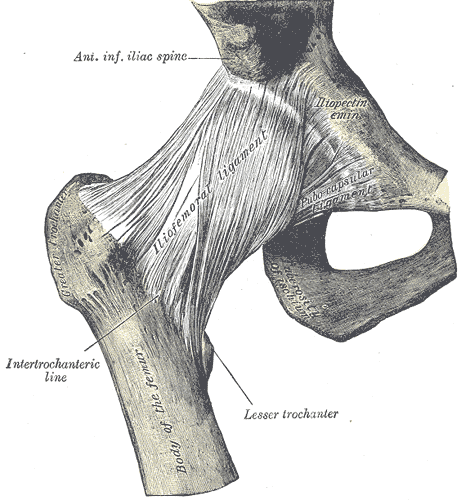 Right hip joint from the front showing the capsule and ligaments