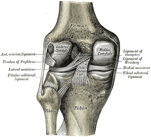 Left knee joint from behind showing the cruciate ligaments and menisci