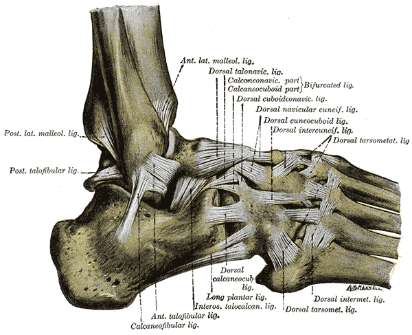 Ligaments of the foot and ankle from the outside